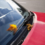 leaf-on-windshield-of-red-car-2023-11-27-05-37-02-utc